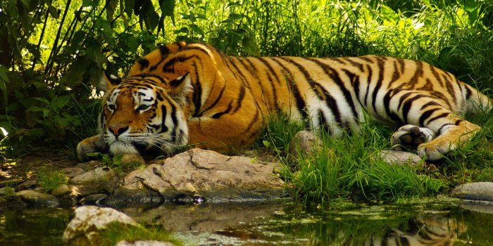 1680x1050 File:Royal-bengal-tiger-wallpaper.jpg - Wikimedia Commons