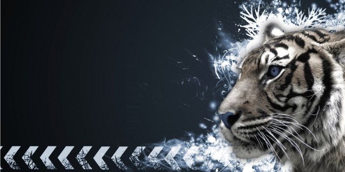 1366x768 39965499 Px Tigers Wallpapers - 1366x768 Wallpaper - teahub.io