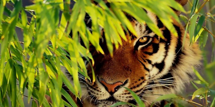 1920x1200 Beautiful Tiger Wallpapers - Top Free Beautiful Tiger Backgrounds -  WallpaperAccess