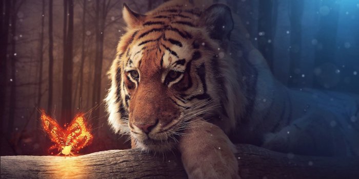 1920x1080 Top 35 Tiger Wallpapers [ 4k + HD ]