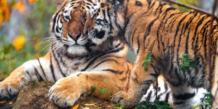 1332x850 Wallpaper autumn, face, leaves, branches, nature, tiger, pose, background,  foliage, stone, paws, baby, pair, lies, weasel, tigers images for desktop,  section кошки - download