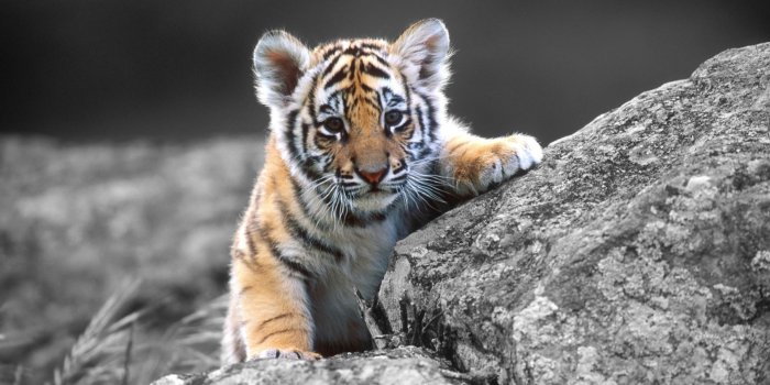 1920x1080 Cute Tiger wallpaper | 1920x1080 | #82444