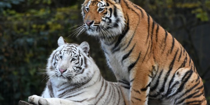 1332x850 Wallpaper white, look, pose, the dark background, red, pair, tigers, Duo,  friends, two, young, muzzle, handsome, two tigers images for desktop,  section кошки - download