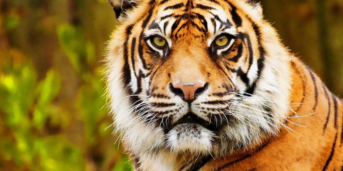 1024x768 Free download Tigers Wallpaper 32 [1024x768] for your Desktop, Mobile &  Tablet | Explore 72+ Tigers Pictures Wallpaper | Tiger Wallpaper HD,  Detroit Tigers Images and Wallpaper, Tigers Wallpapers for Desktop