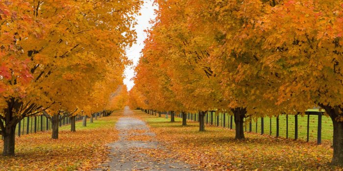 1600x1200 Autumn Windows XP Wallpapers