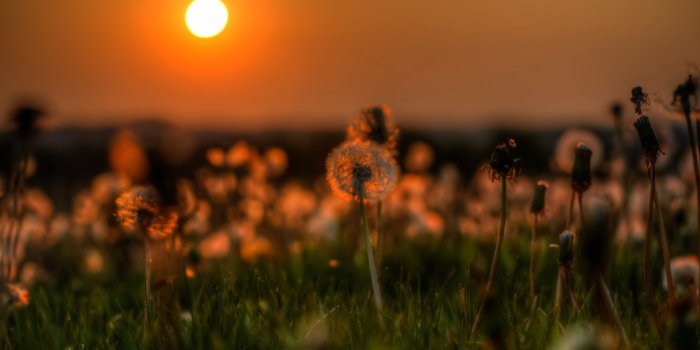 1332x850 Wallpaper the sun, sunset, the evening, good mood images for desktop,  section пейзажи - download