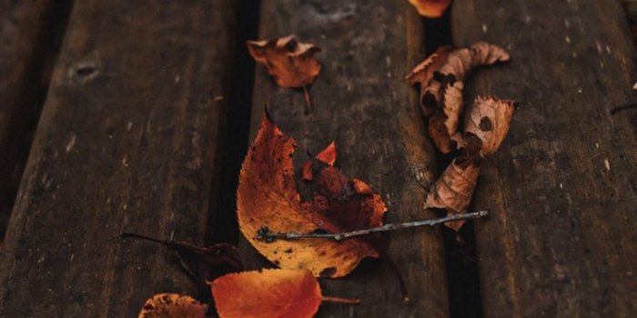 748x1118 nature, Leaves, Autumn, Beauty, Mood Wallpapers HD / Desktop and Mobile  Backgrounds