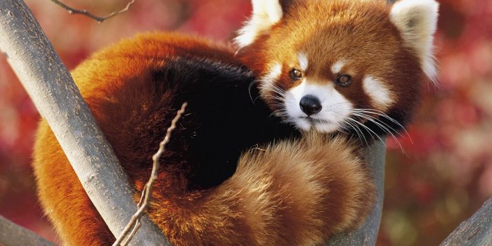 1600x1200 240+ Red Panda Wallpapers