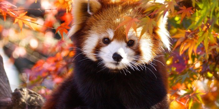1920x1080 24 Red Panda Wallpapers - Wallpaperboat
