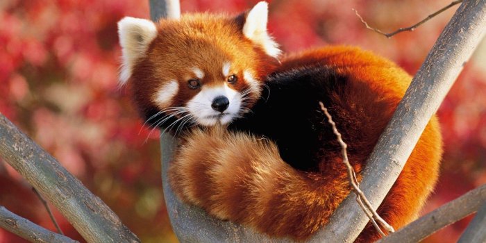 1920x1200 Cool Red Panda Wallpapers - Top Free Cool Red Panda Backgrounds -  WallpaperAccess
