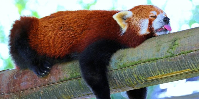 1920x1080 80+ 4K Red Panda Wallpapers | Background Images