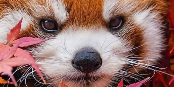 1080x2202 WALLPAPER PHONE | CUTE | ANIMALS | RED PANDA | By @livtorresec | Red panda  cute, Red panda baby, Panda background