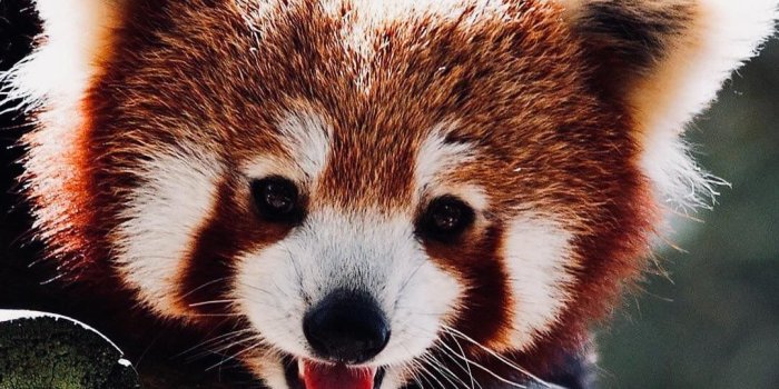 1080x1920 Red Panda Phone Wallpapers