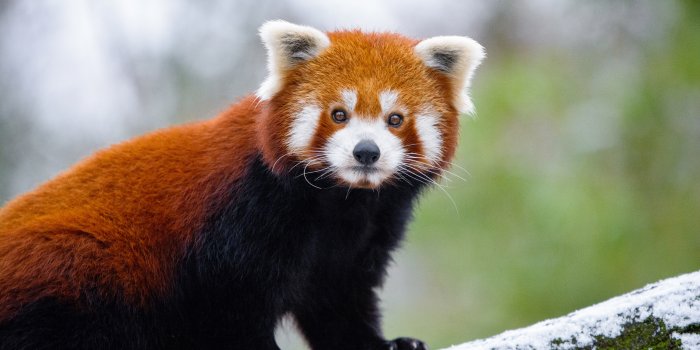 6000x4000 Red Panda 5k, HD Animals, 4k Wallpapers, Images, Backgrounds, Photos and  Pictures