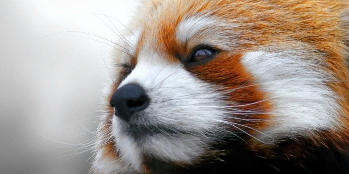 1920x1200 Red Panda : r/wallpapers