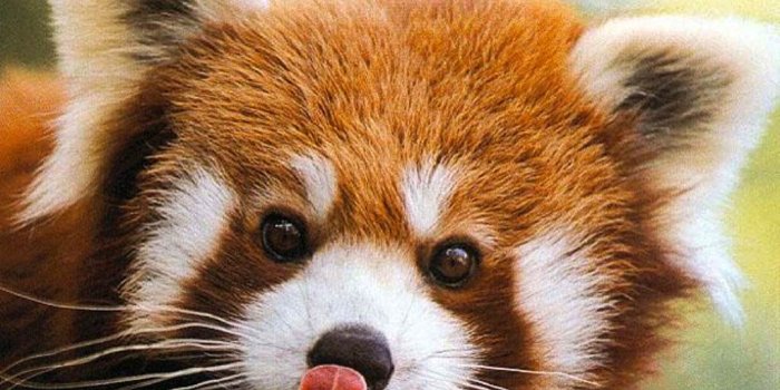 1024x768 Red Panda Wallpapers - Animals Town