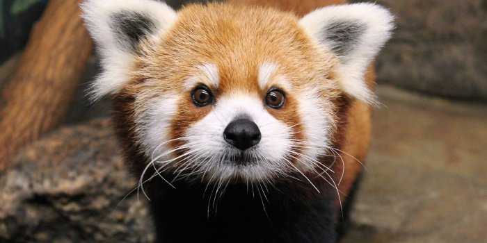 1600x960 Red Panda Hd Wallpapers - Red Panda Hd - 1600x960 Wallpaper - teahub.io