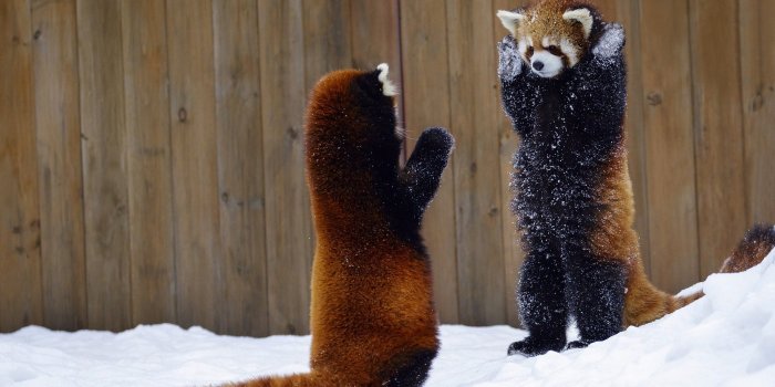 2048x1365 animals, Mammals, Red panda HD Wallpapers / Desktop and Mobile Images &  Photos