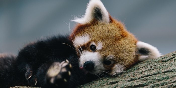 2000x1125 37+] Red Panda Wallpaper HD on WallpaperSafari