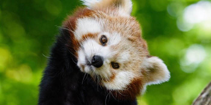 1332x850 Wallpaper look, muzzle, red panda, Red Panda images for desktop, section  животные - download