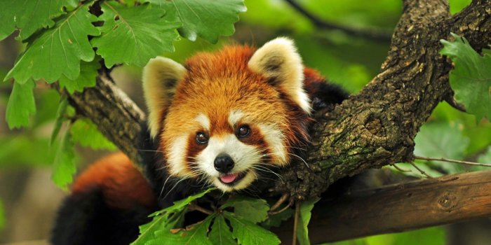2560x1440 Red Panda Wallpapers - Top Free Red Panda Backgrounds - WallpaperAccess