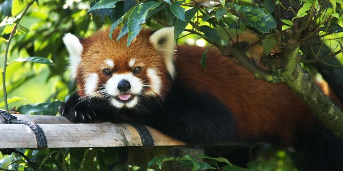 1920x1080 Red Panda Desktop Wallpaper 50827 1920x1080px