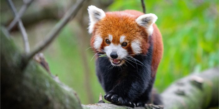 2560x1708 Red Panda Wallpaper 4k | Panda wallpapers, Red panda, Panda