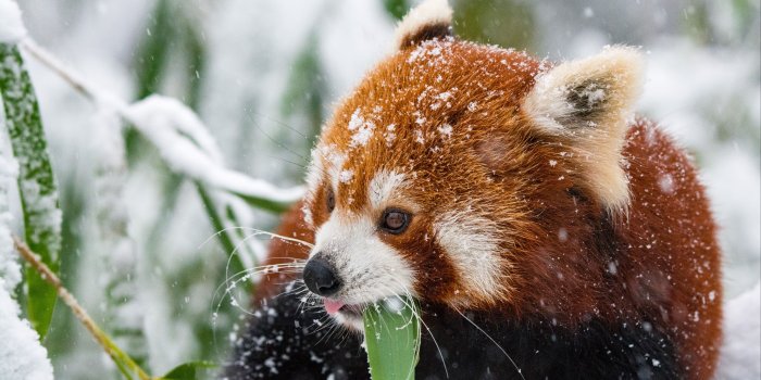 3840x2160 Download wallpaper 3840x2160 panda, red panda, snow, walk 4k uhd 16:9 hd  background