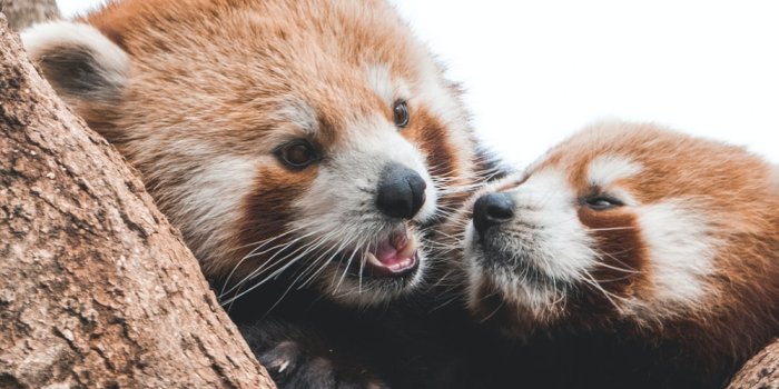 1000x1778 550+ Red Panda Pictures | Download Free Images on Unsplash