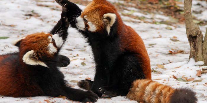 3840x2160 red panda 4k ultra hd wallpaper » High quality walls