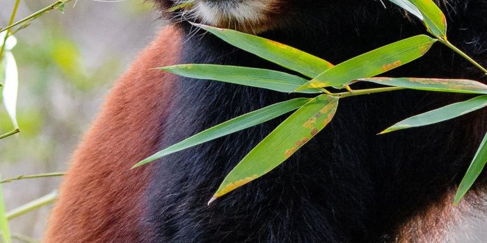 1440x2560 Red Panda HD Phone Wallpapers