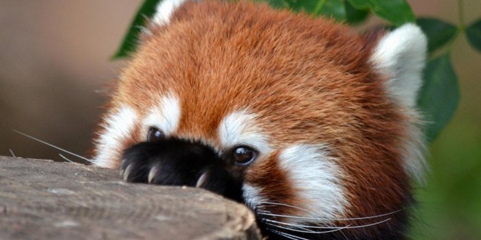 1920x1440 Animal-Red-Panda-wallpaper-wp4201881