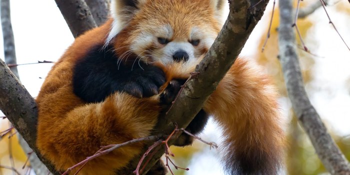 1920x1200 Free download 28 Wonderful HD Red Panda Wallpapers HDWallSourcecom  [1920x1200] for your Desktop, Mobile & Tablet | Explore 62+ Red Panda  Wallpaper | Red Panda Wallpaper HD, Panda HD Wallpaper, Cute Red Panda  Wallpaper