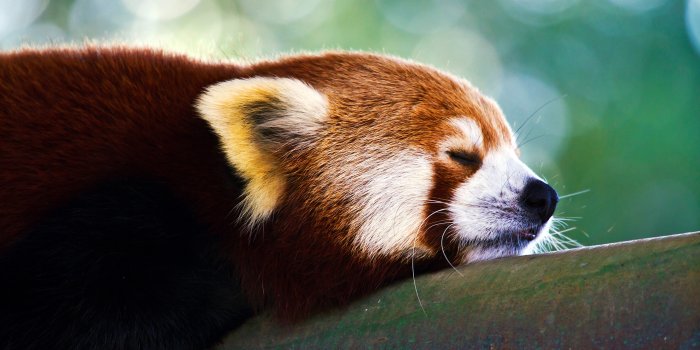 2560x1600 Red Panda Wallpapers 27529 2560x1600px