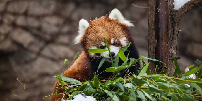 3840x2160 Wallpaper 4k Red Panda 4k Wallpaper