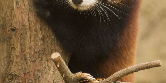 1080x1920 Animal Red Panda Chicago Zoo Mobile Wallpaper | Red panda, Red panda cute, Red  panda baby