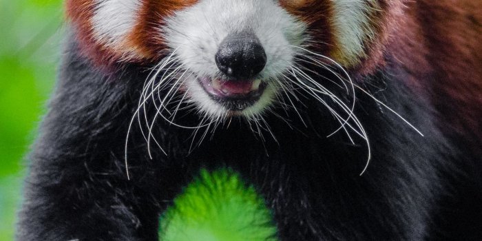 1440x2560 Download wallpaper 1440x2560 small panda, red panda, cute qhd samsung  galaxy s6, s7, edge, note, lg g4 hd background