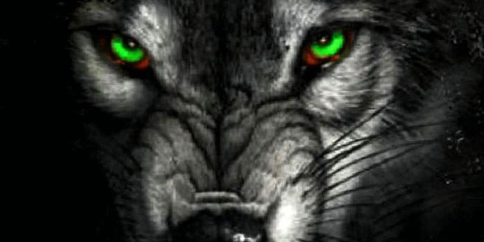 1056x1879 Angry Wolf Wallpapers For Android - Wolf-wallpapers.pro | Angry wolf, Wolf  wallpaper, Shadow wolf