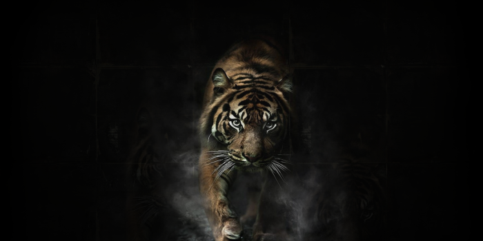 1280x800 Free download Angry Wallpapers 28 WallpapersExpert Journal [1280x800] for  your Desktop, Mobile & Tablet | Explore 43+ Angry Backgrounds | Angry  Backgrounds, Angry Birds Wallpaper, Angry Beavers Wallpaper