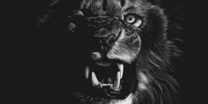 900x1600 Angry Lion IPhone Wallpaper - IPhone Wallpapers : iPhone Wallpapers