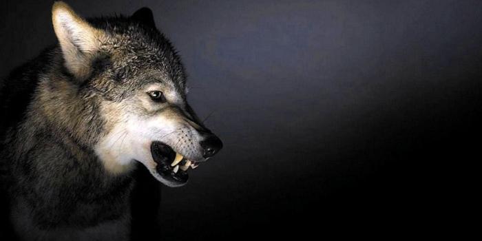 1292x735 Wolf Angry Wallpapers - Wolf-Wallpapers.pro