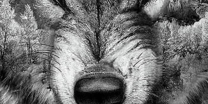 704x1252 Angry Wolf Wallpapers For Android - Wolf-Wallpapers.pro