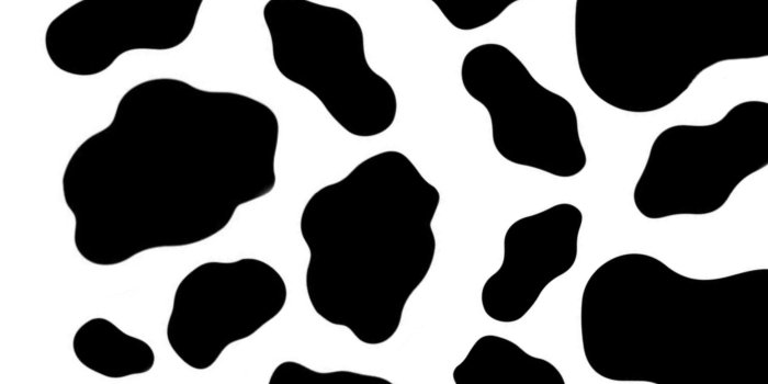1949x3463 Cow print | Cow print wallpaper, Cow wallpaper, Print wallpaper