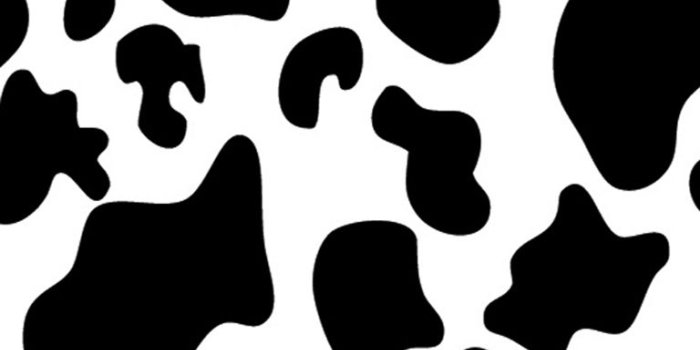 768x1024 Cow Print Wallpapers - Top Free Cow Print Backgrounds - WallpaperAccess