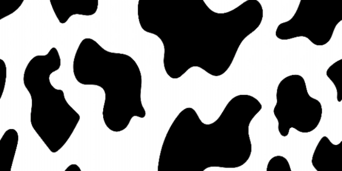 720x1465 Black And White Cow Wallpapers