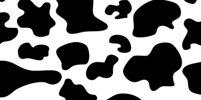 1915x1404 Free download Cow Pattern Cow print jpgBrown Cow Pattern Wallpaper  [1915x1404] for your Desktop, Mobile & Tablet | Explore 49+ Cow Print  Wallpaper | Dairy Cow Wallpaper, Cow Pattern Wallpaper, Cow Wallpaper for  Kitchen