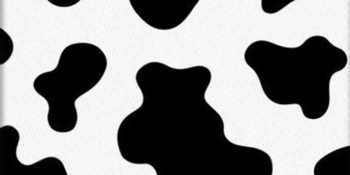 721x1288 Cow Print Wallpaper - iXpap