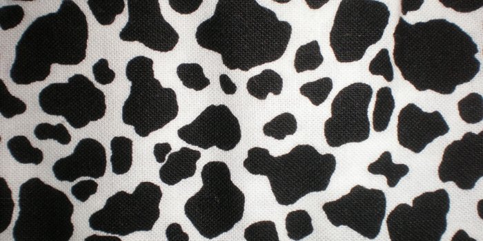 1366x768 Free download Cow Print Wallpaper Images Pictures Becuo [1600x1200] for  your Desktop, Mobile & Tablet | Explore 49+ Cow Print Wallpaper | Dairy Cow  Wallpaper, Cow Pattern Wallpaper, Cow Wallpaper for Kitchen