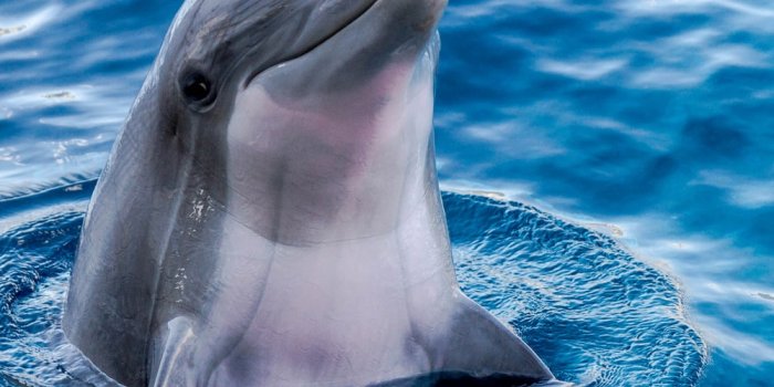 1000x1250 Dolphin Wallpapers: Free HD Download [500+ HQ] | Unsplash