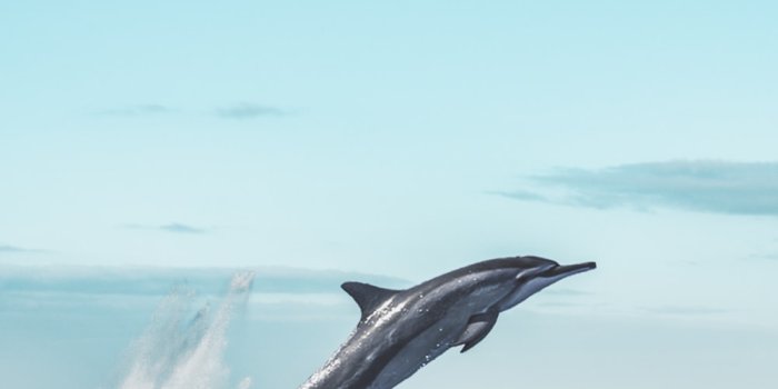 1000x1500 Dolphin Wallpapers: Free HD Download [500+ HQ] | Unsplash
